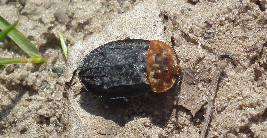 Ścierwiec (Oiceoptoma thoracicum)