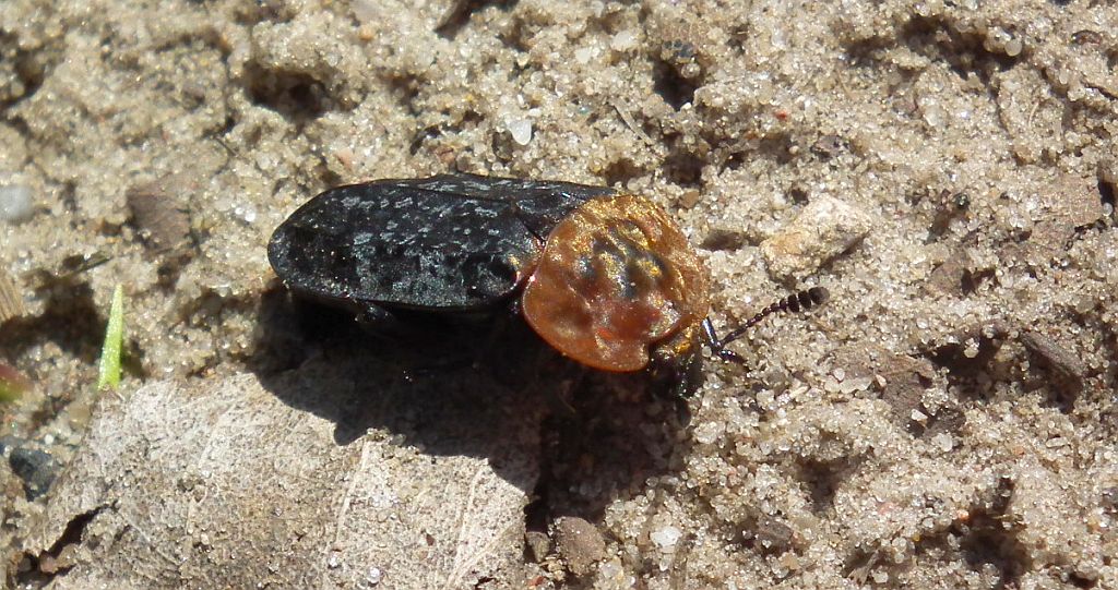 Ścierwiec (Oiceoptoma thoracicum)