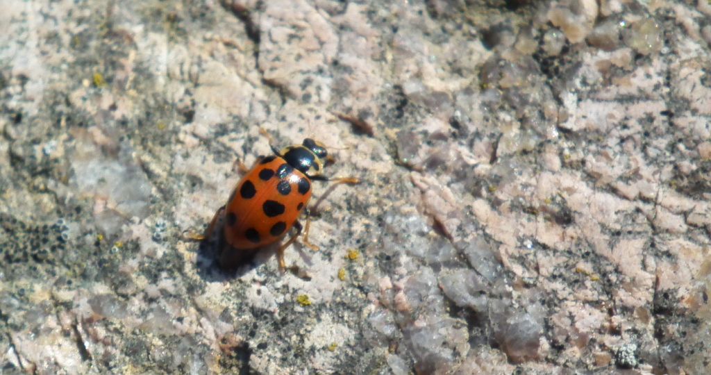 Czerwonka trzynastokropka (Hippodamia tredecimpunctata)