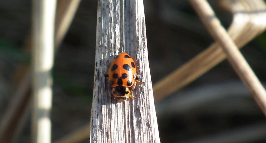 Czerwonka trzynastokropka (Hippodamia tredecimpunctata)