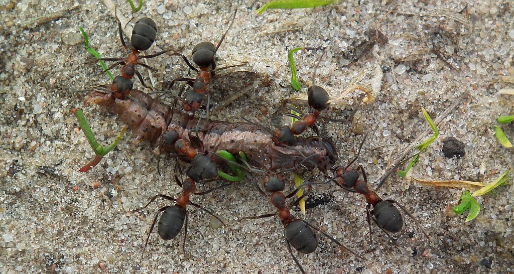 Mrówka rudnica (Formica rufa)