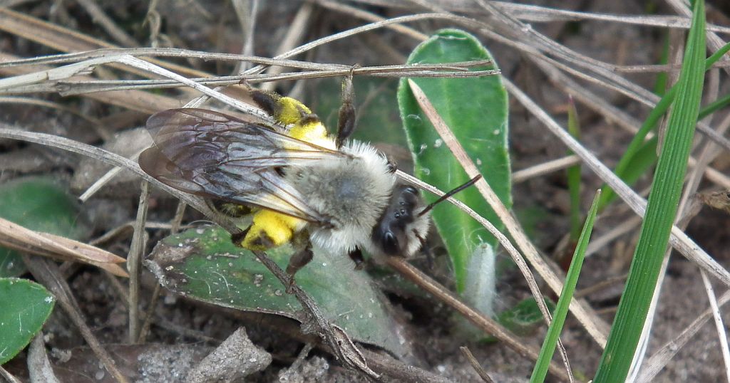 Pszczolinka piaskowa (Andrena fulva)