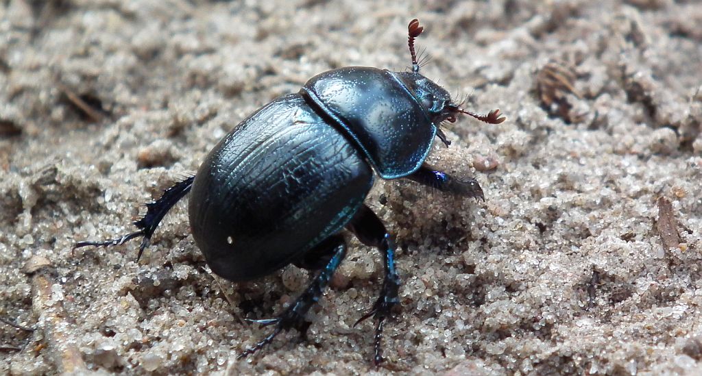 Żuk wiosenny (Geotrupes vernalis)
