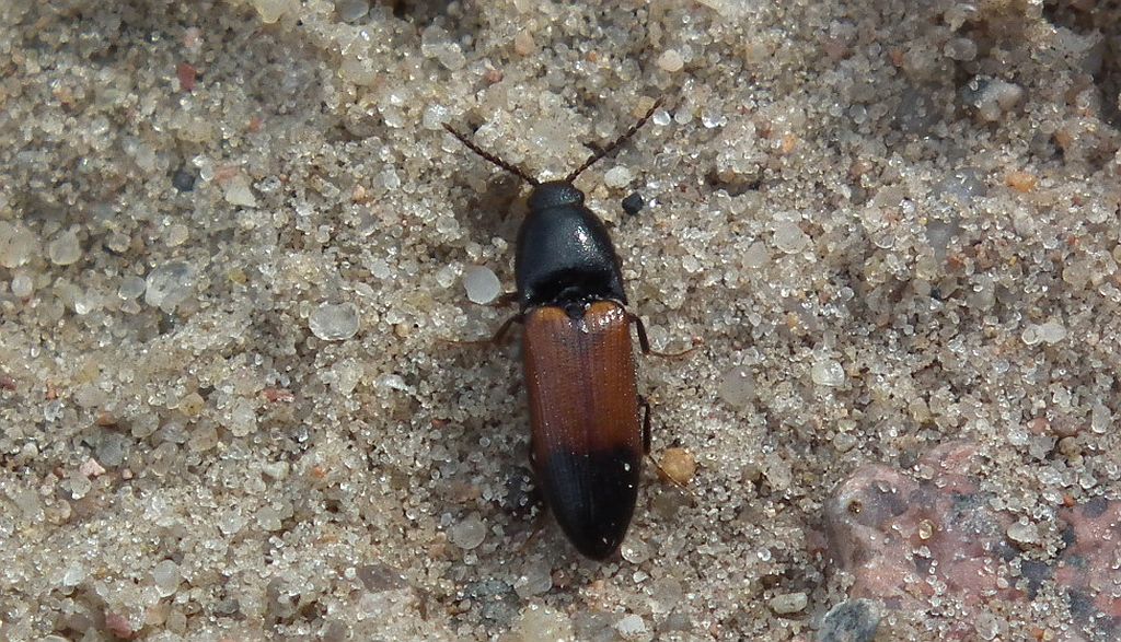 Sprężyk (Ampedus balteatus)