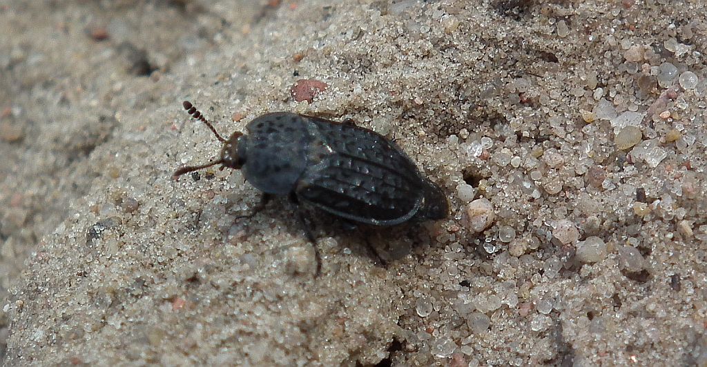 Pościerwka pomarszczona (Thanatophilus rugosus)