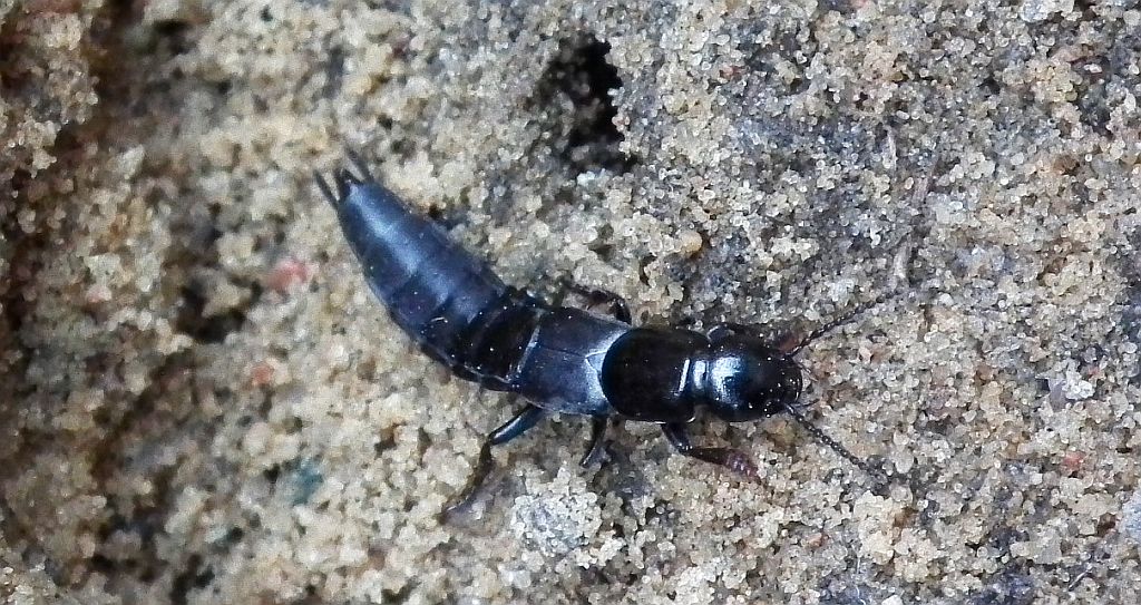 Próchniaczek czarniawy, kusak olens (Ocypus olens)