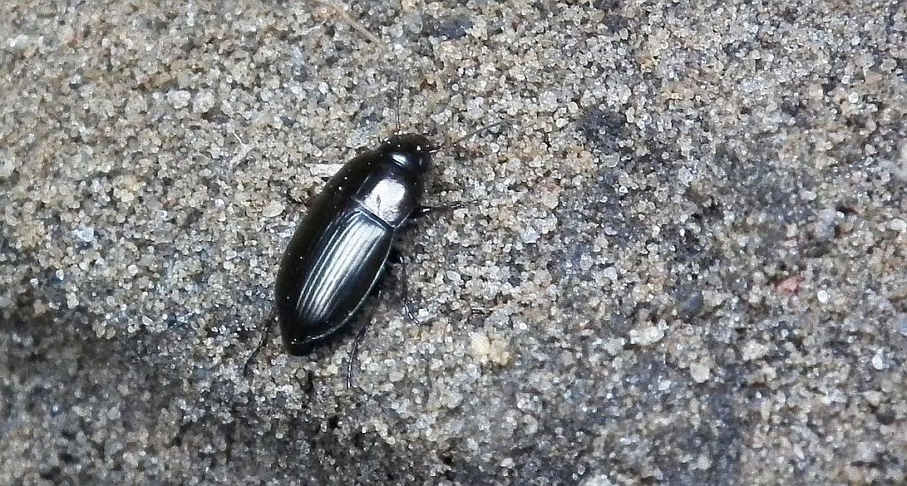 Skorobieżek miedziak (Amara aenea)