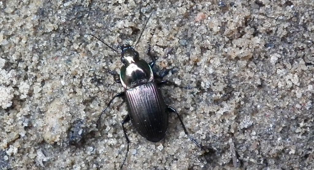 Poecilus lepidus