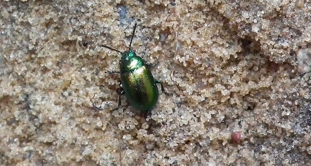 Kałdunica zielona (Gastrophysa viridula)