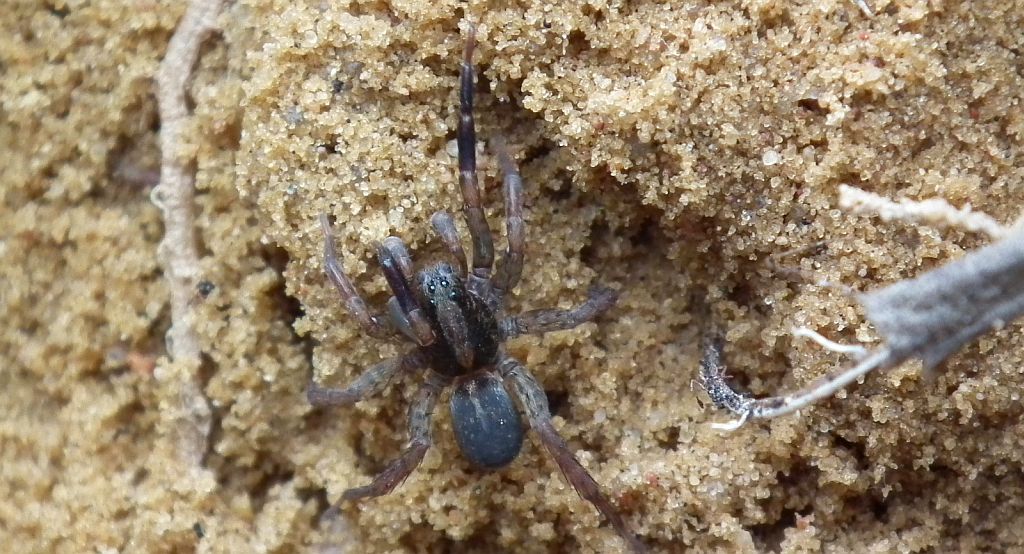 Krzeczek naziemnik (Trochosa terricola)