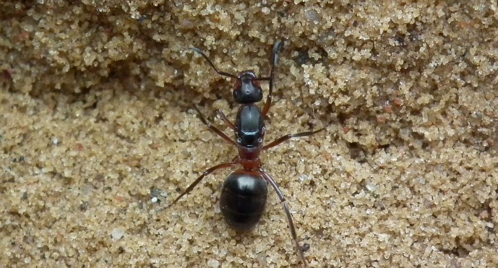 Mrówka rudnica (Formica rufa)