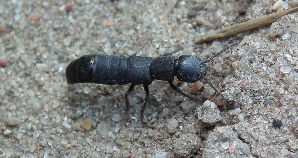 Próchniaczek czarniawy, kusak olens (Ocypus olens)