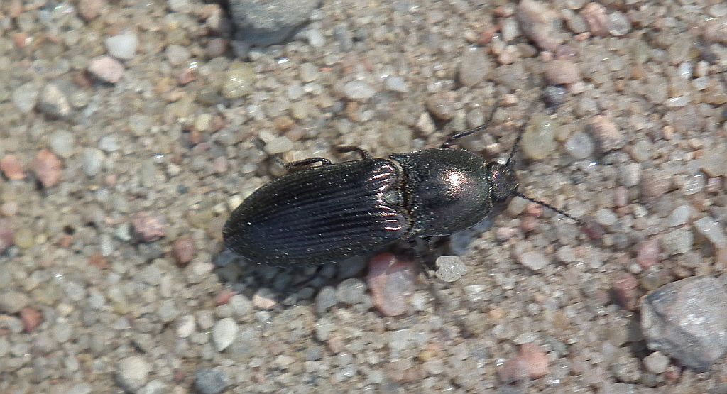 Osiewnik czarny (Ectinus aterrimus)