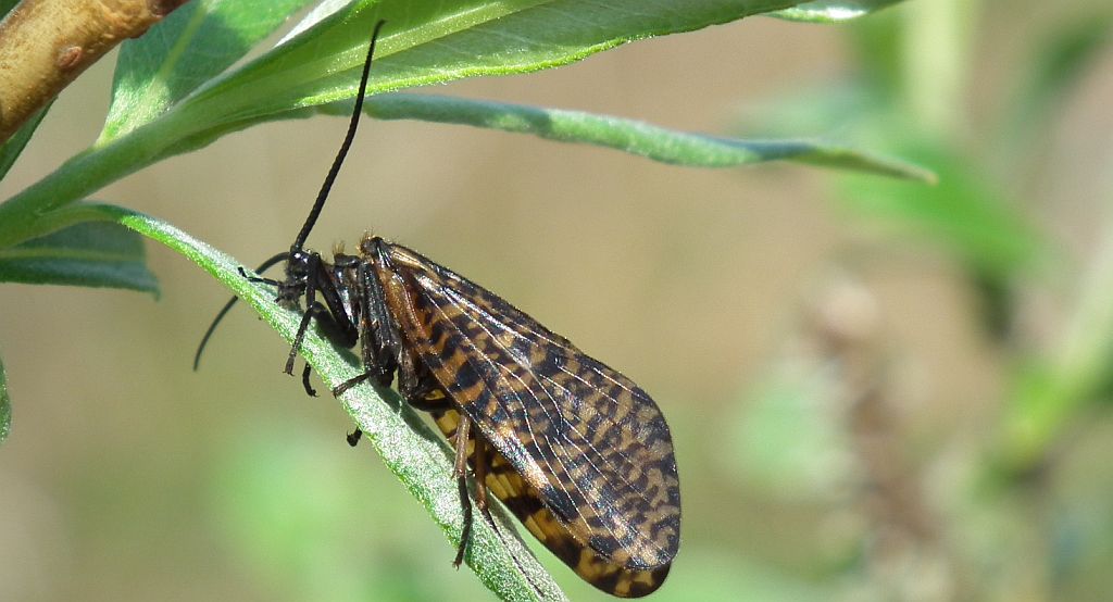 Oligostomis reticulata