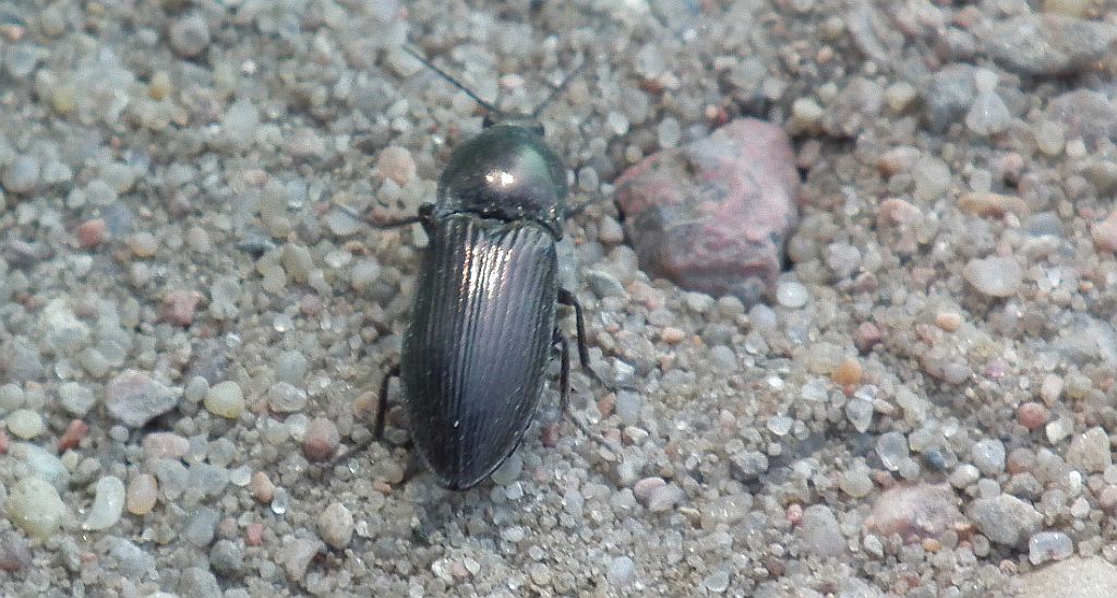 Osiewnik czarny (Ectinus aterrimus)