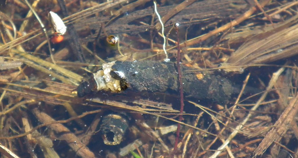 Chruścik (Trichoptera)