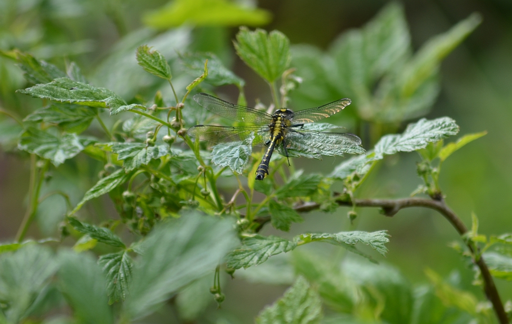 Trzepla zielona (Ophiogomphus cecilia)
