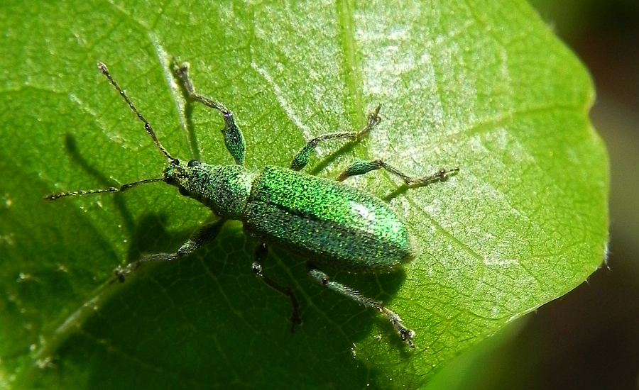 Naliściak srebrnik (Phyllobius argentatus)