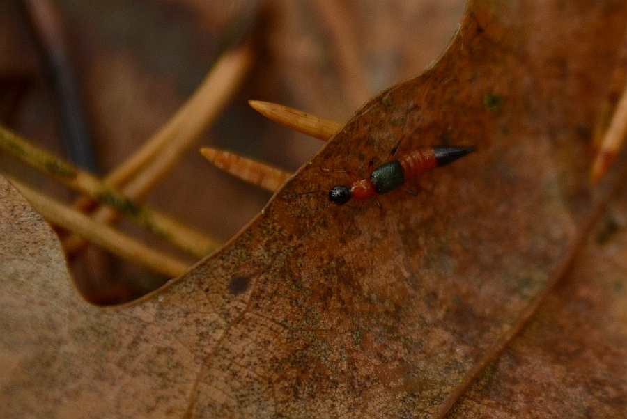 Żarlinek pobrzeżnik (Paederus litoralis)