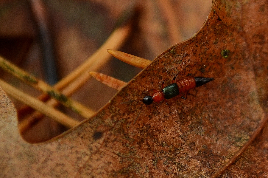 Żarlinek pobrzeżnik (Paederus litoralis)