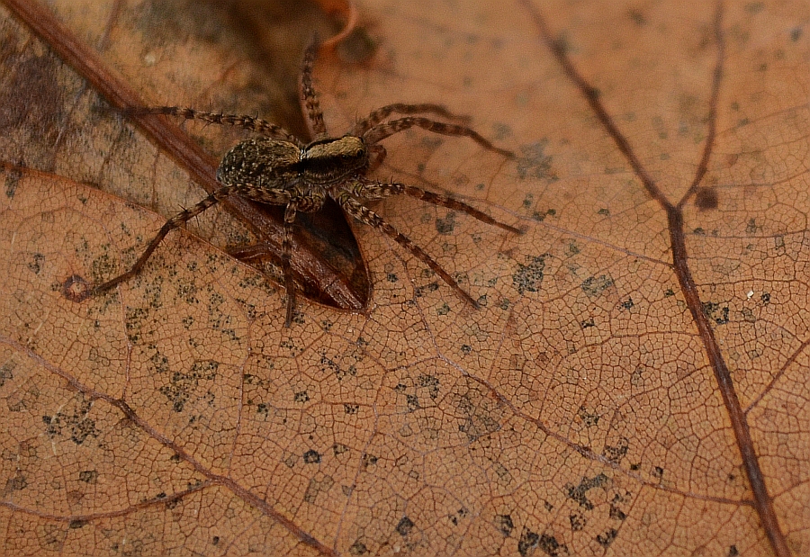 Wałęsak leśny (Pardosa lugubris)