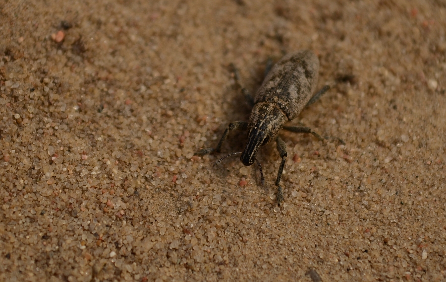 Szarek ostowiec, szarek leniwiec, szarek komośnik (Cleonis pigra)