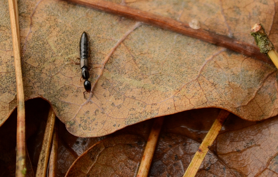 Kusak, chyba wydłużak (Xantholinus linearis)
