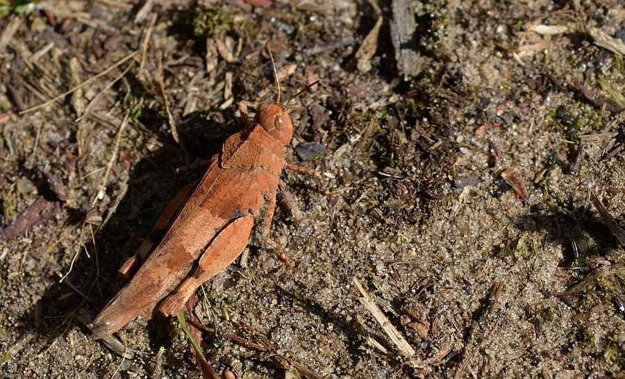 Siwoszek czerwony, siwoszek niemiecki (Oedipoda germanica)