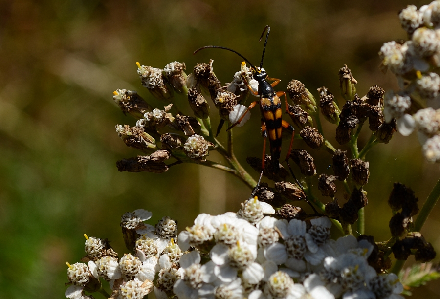 Strangalia plamista (Rutpela maculata)