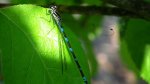Nimfa stawowa (Enallagma cyathigerum)