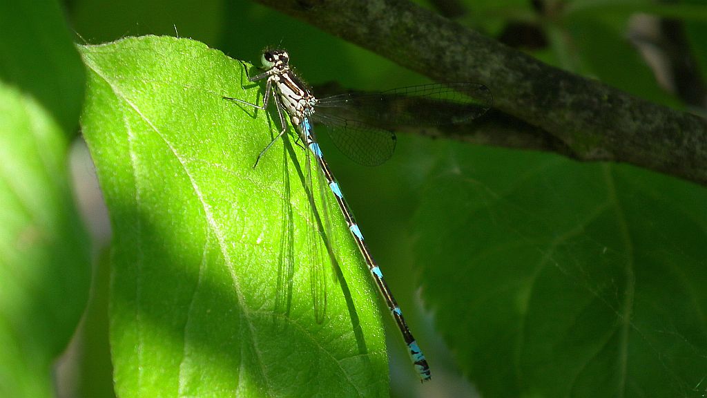 Nimfa stawowa (Enallagma cyathigerum)