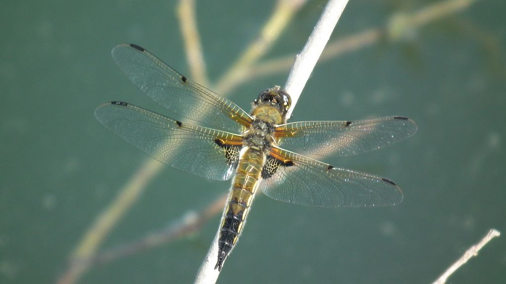 Ważka czteroplama (Libellula quadrimaculata)