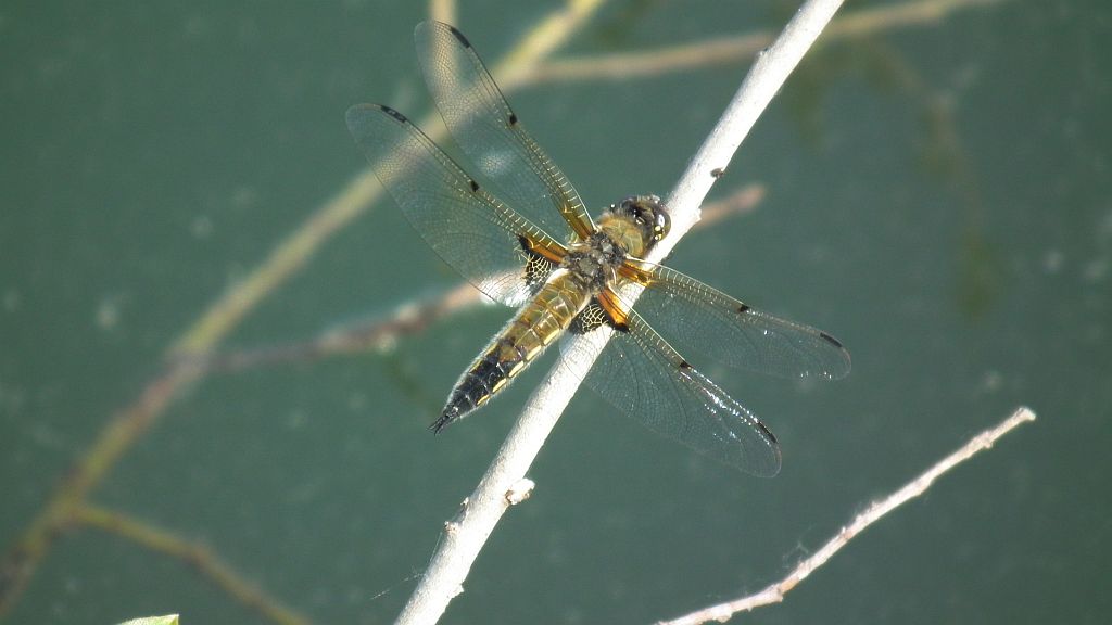 Ważka czteroplama (Libellula quadrimaculata)