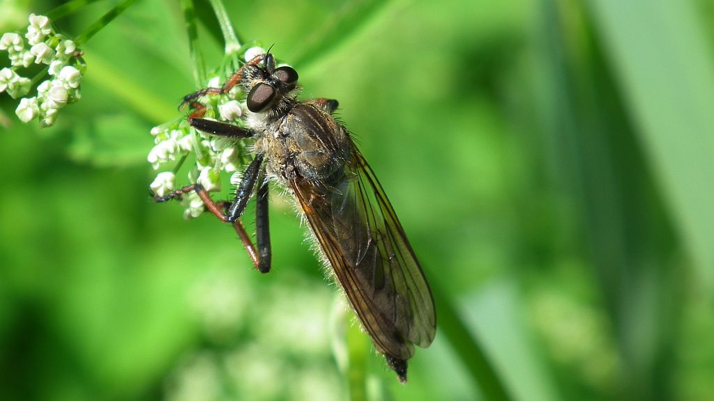 Łowiec czarniawy (Machimus atricapillus), dawniej łowik czarniawy (Asilus atricapillus)