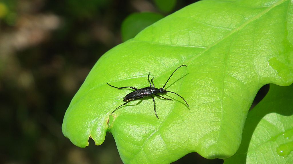 Strangalia czarna (stenurella nigra)