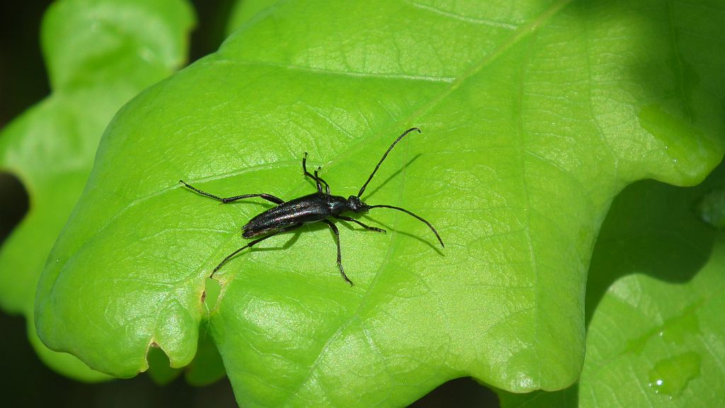 Strangalia czarna (stenurella nigra)