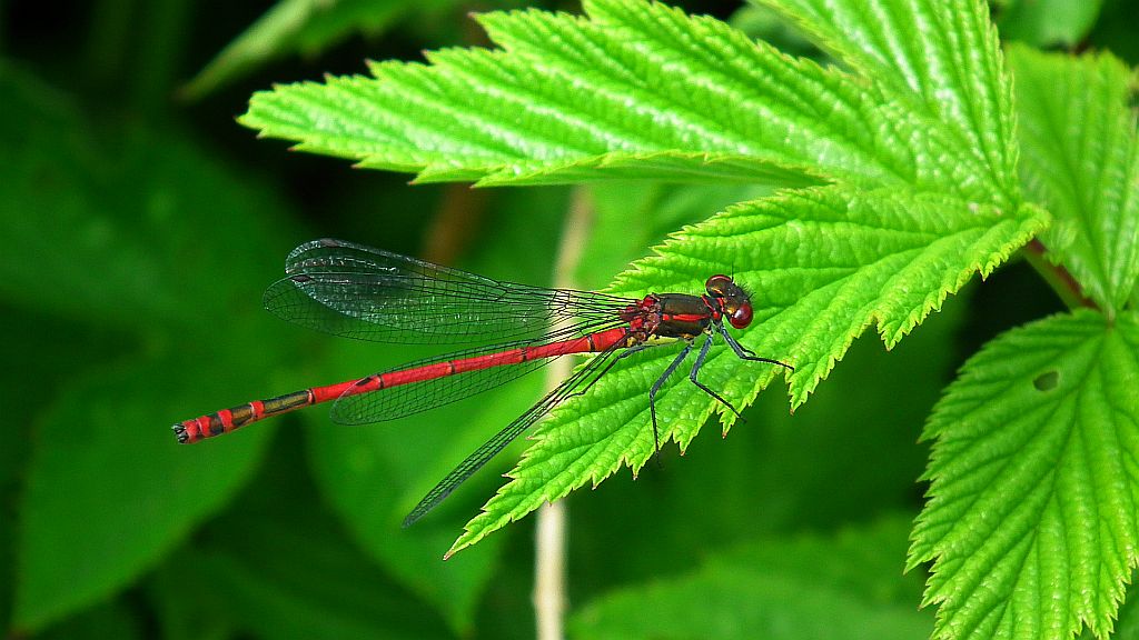 Łunica czerwona (Pyrrhosoma nymphula)