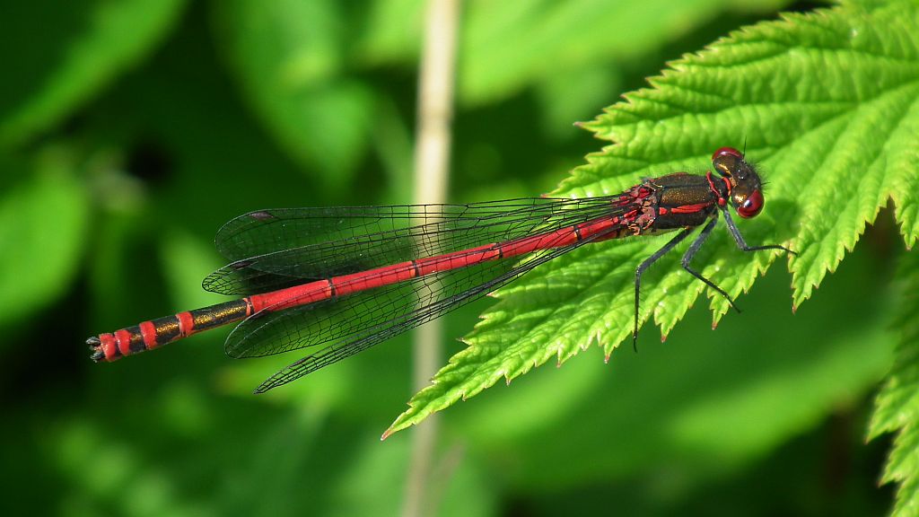 Łunica czerwona (Pyrrhosoma nymphula)