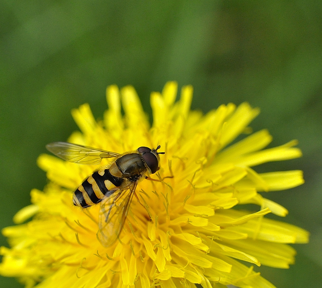 Bzyg nadobny (Metasyrphus corollae)