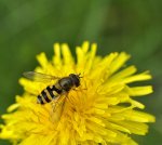 Bzyg nadobny (Metasyrphus corollae)