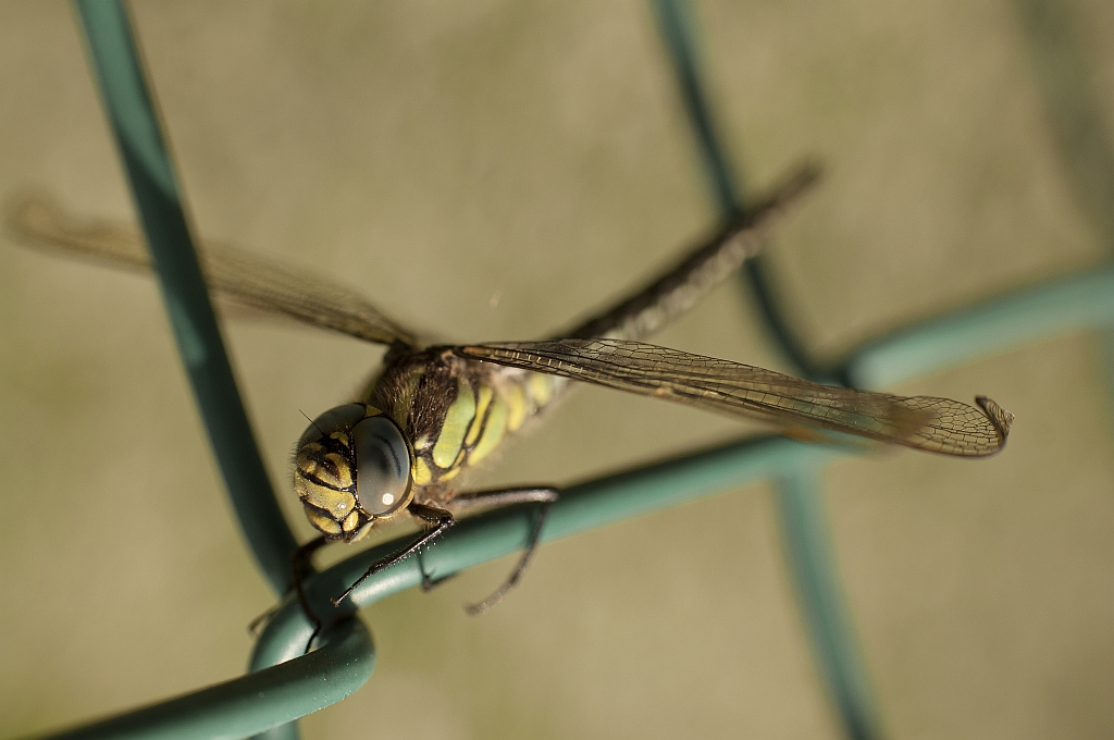 Żagniczka wiosenna (Brachytron pratense)