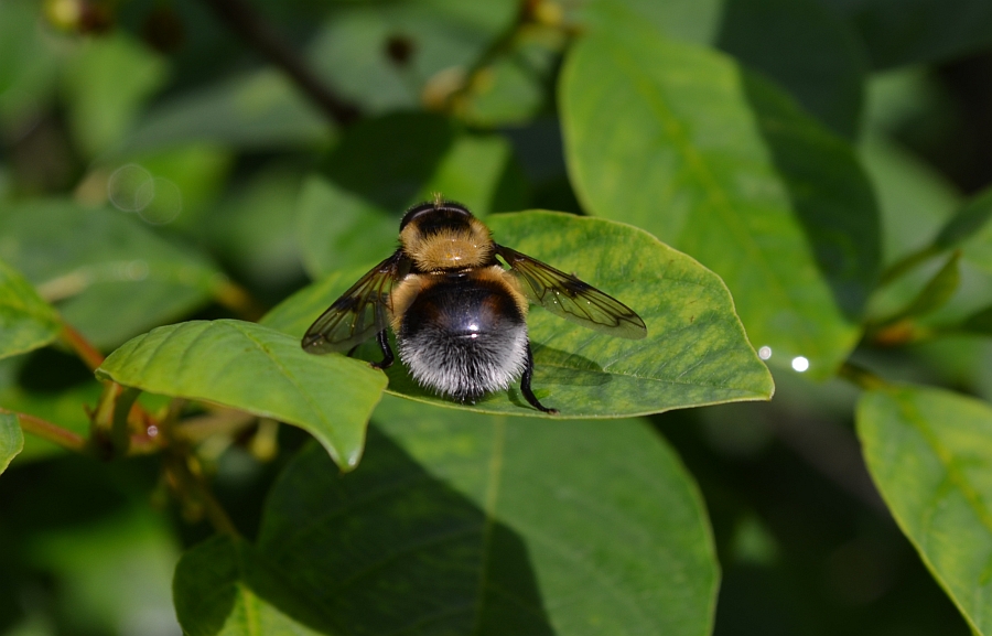 Trzmielówka łąkowa (Volucella bombylans)