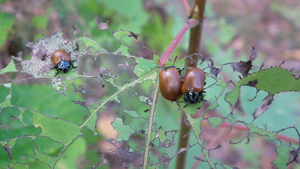 Rynnica topolowa (Melasoma populi)