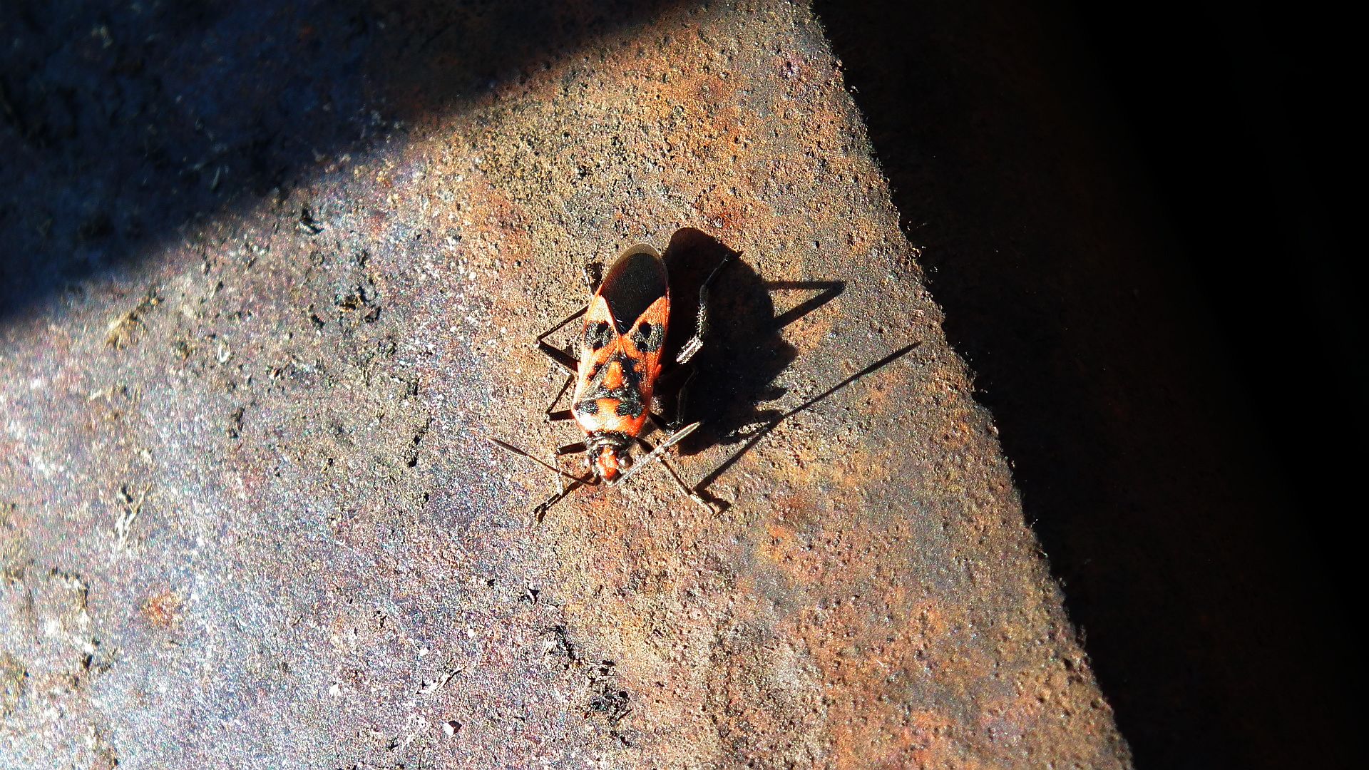 Glinik lulkarz (Corizus hyoscyami)