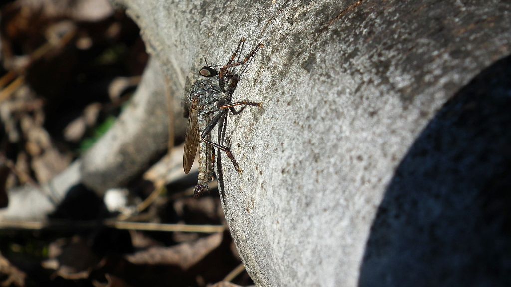 Łowiec czarniawy (Machimus atricapillus)