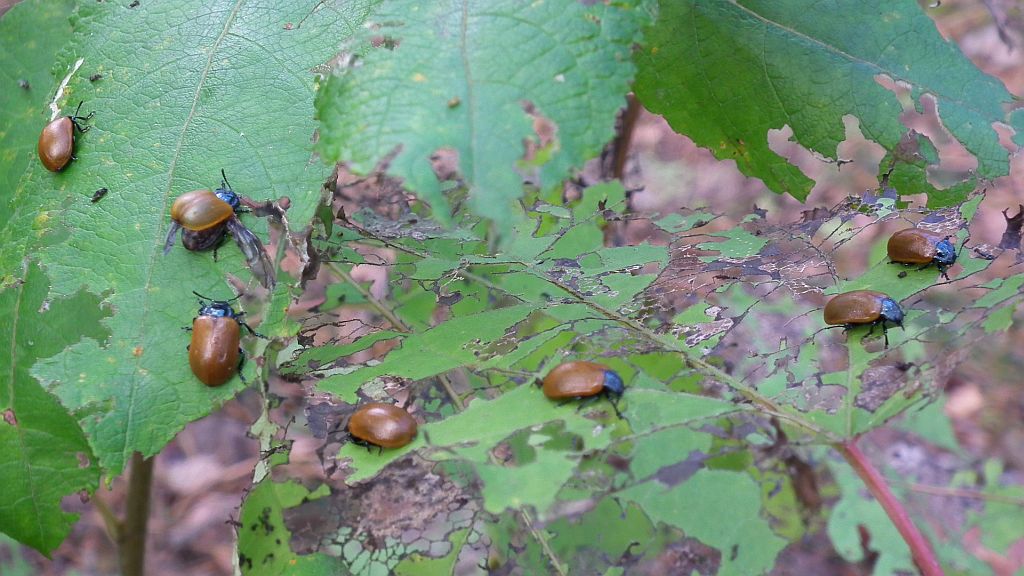 Rynnica topolowa (Melasoma populi)