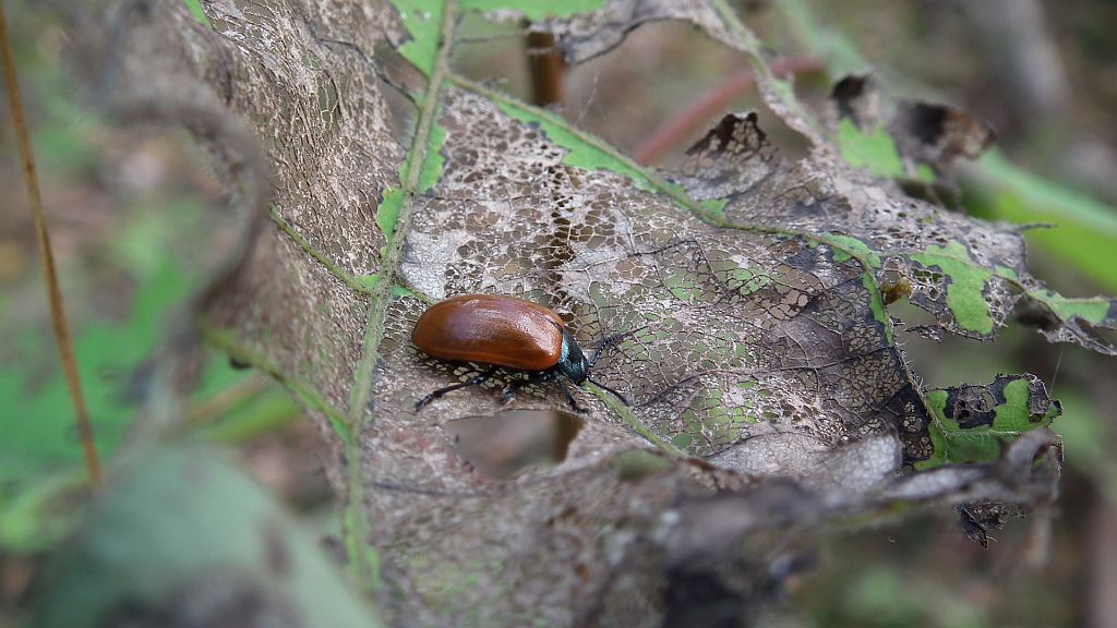 Rynnica topolowa (Melasoma populi)