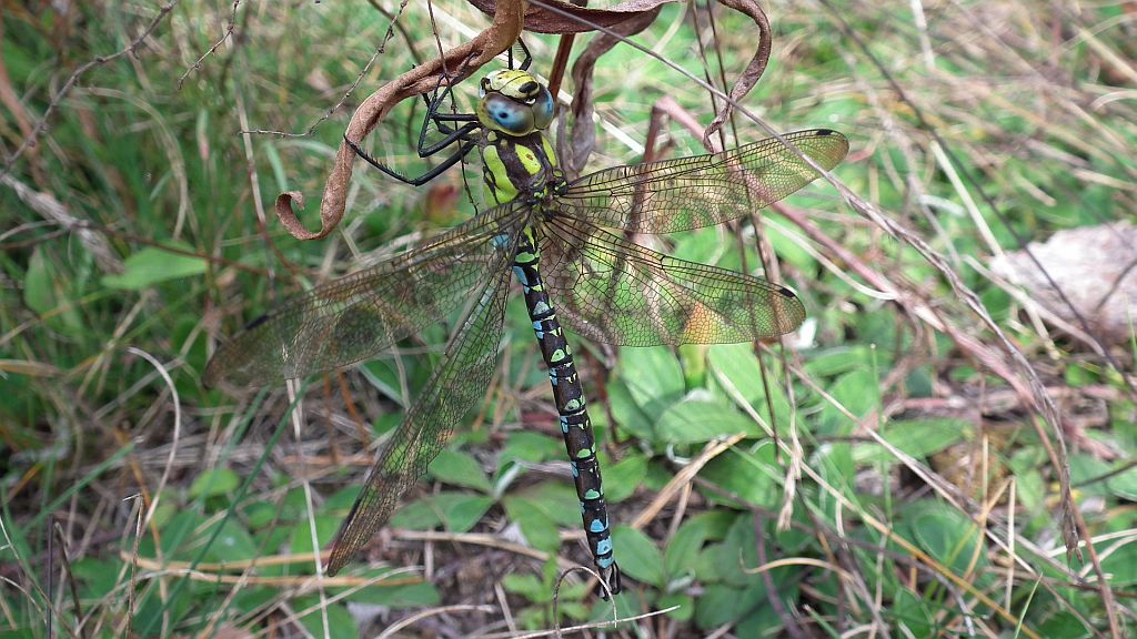 Żagnica błękitna/niebieska (Aeshna cyanea)