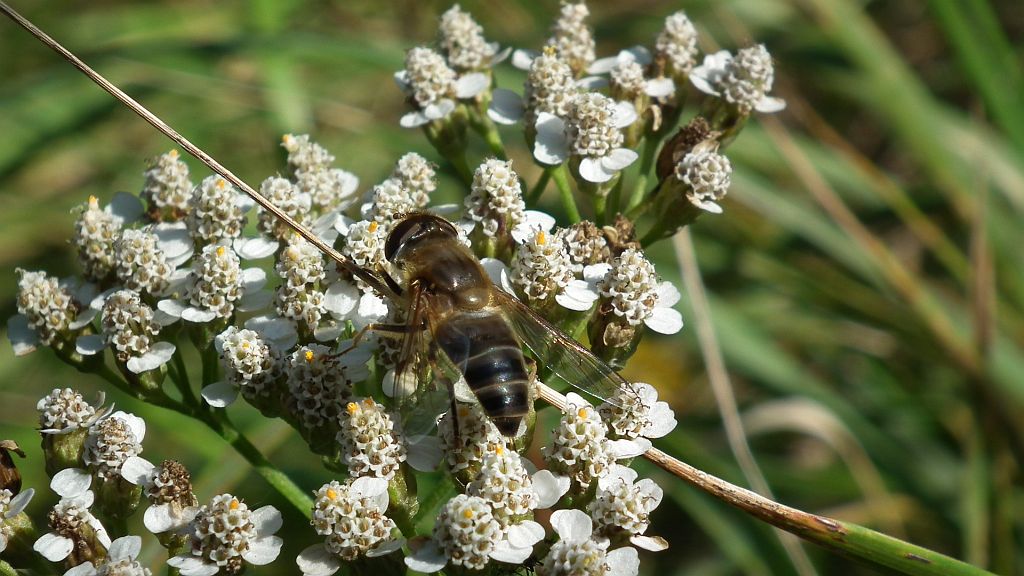 Bzyg (Helophilus pendulus)