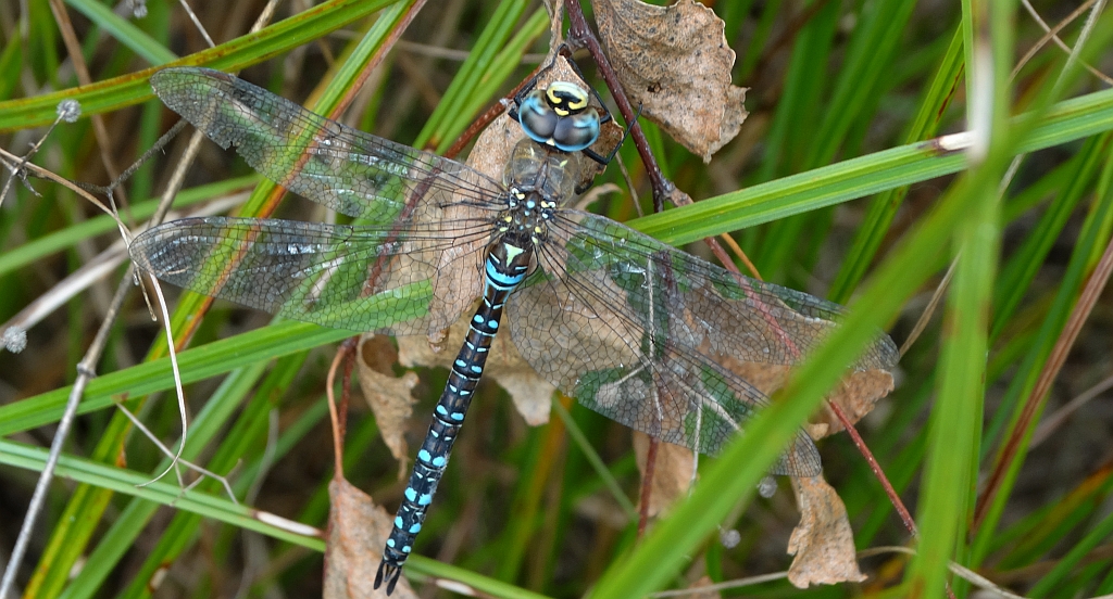 Żagnica jesienna (Aeshna mixta)